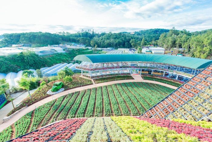  F Cánh đồng hoa lãng mạn không kém gì những đồng hoa Châu Âu