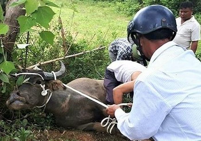 Con trâu lạ lao vào húc người tử vong. Ảnh: H.V.