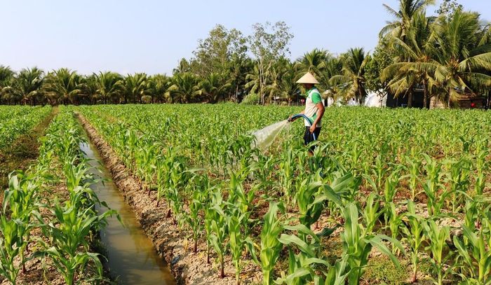 Đồng bào Khmer ở tỉnh Trà Vinh trồng bắp ổn định cuộc sống 