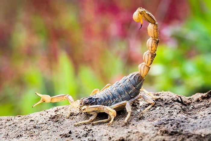 Vào thời cổ đại, một vũ khí sinh hóa học được sử dụng là bom bọ cạp. Người Iraq đã sử dụng vũ khí này để chống lại Hoàng đế cLa Mã Lucius Septimius Severus từ năm 198 – 199 sau Công nguyên.