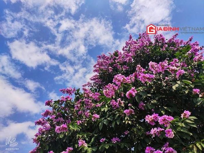 Mầu hoa tím trong những ngày tháng 6 khiến nhiều người không khỏi bỡ ngỡ khi nhận ra nét đẹp đặc trưng của Hà Nội khi hè về