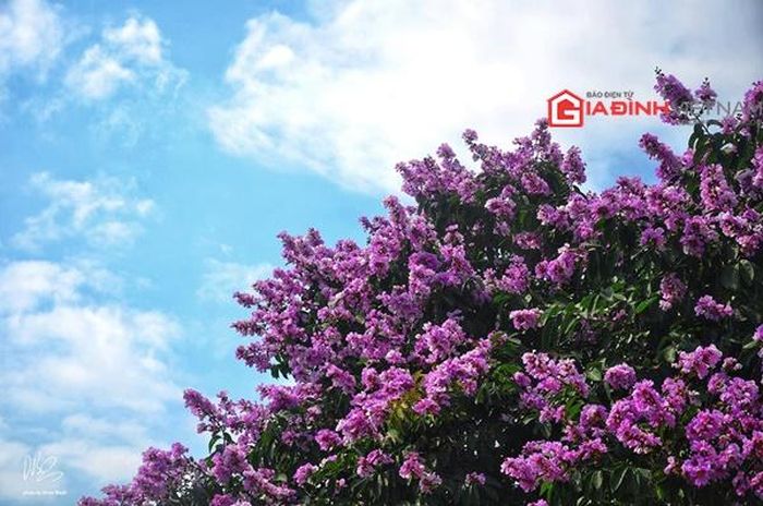 Chỉ khoe sắc trong khoảng thời gian ngắn nhưng màu tím biếc, giản dị của loài hoa này đã mang đến một vẻ đẹp nên thơ cho Hà Nội vào những ngày đầu hạ.