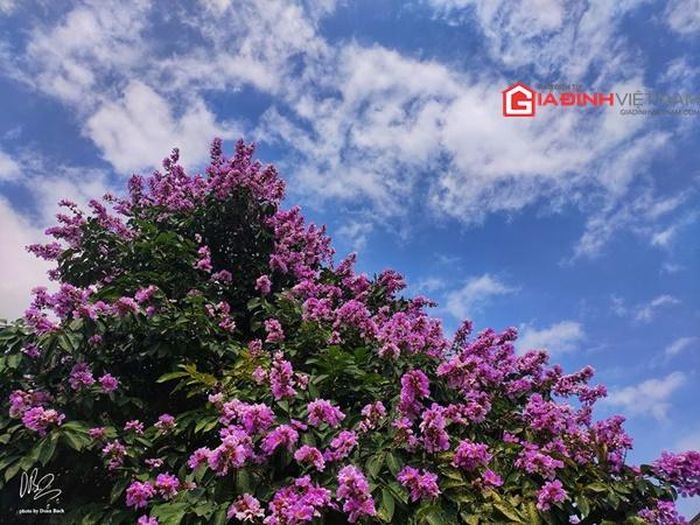 Cùng với hoa phượng, bằng lăng mang vào ký ức tuổi thơ kỷ niệm khó quên của thời cắp sách đến trường.