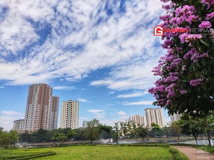 Đi giữa phố phường, dù buổi sớm mưa phùn hay chiều hè oi ả, những chùm bằng lăng nở tím khiến lòng người nhẹ nhàng hơn trước những bộn bề của cuộc sống.