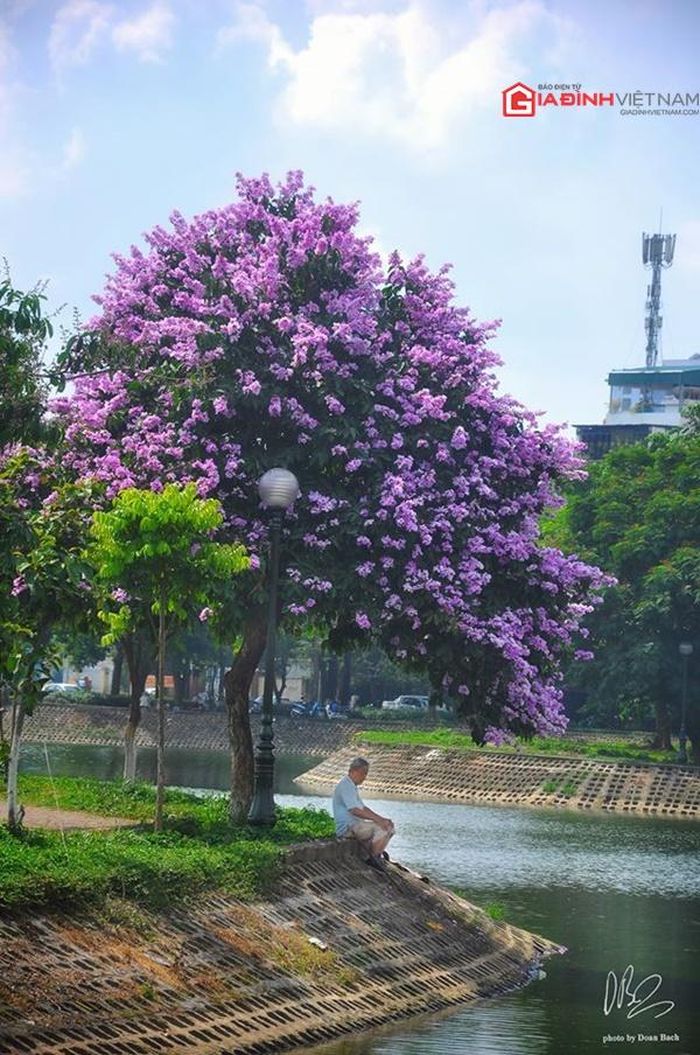 Người già ngồi suy ngẫm dưới gốc cây, mẹ đưa con đi dạo mát, còn những đứa trẻ thích thú hái, nhặt những bông hoa tím biếc.
