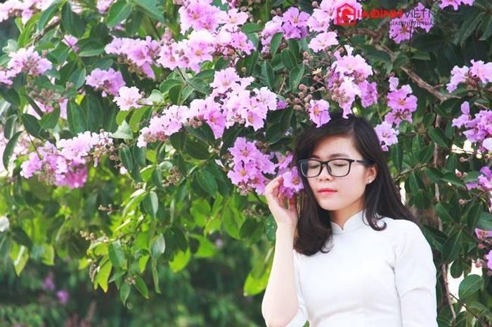 Dù không nổi bật như hoa phượng vĩ rực rỡ, thế nhưng loài hoa mỏng manh, mang màu sắc của sự thủy chung, son sắt này từ lúc nào đã hòa vào hơi thở, nhịp sống người dân Thủ đô.