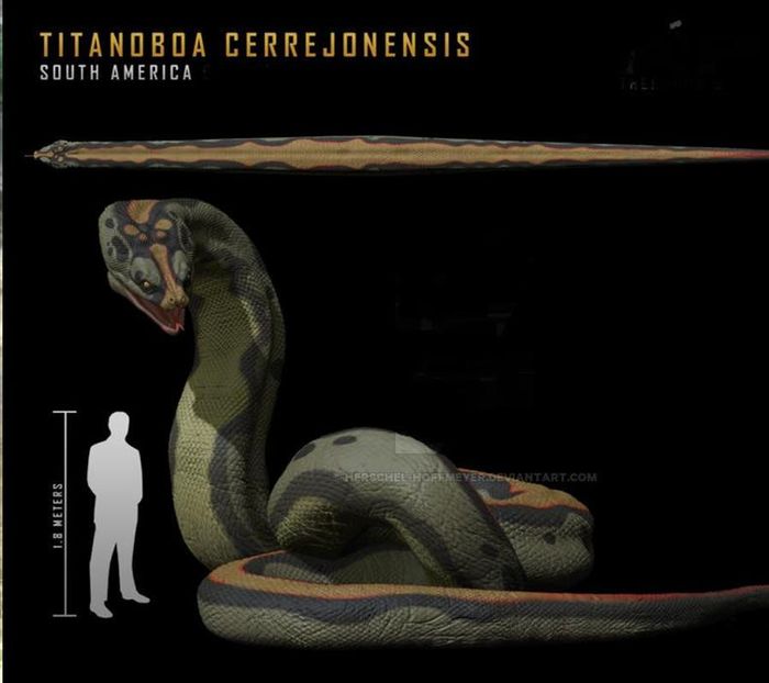 Hình ảnh so sánh con người với siêu trăn Titanoboa.