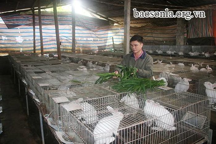 Anh Cầm Văn Tuấn, bản Mỏ, xã Tân Lang (Phù Yên) chăm sóc đàn thỏ của gia đình.
