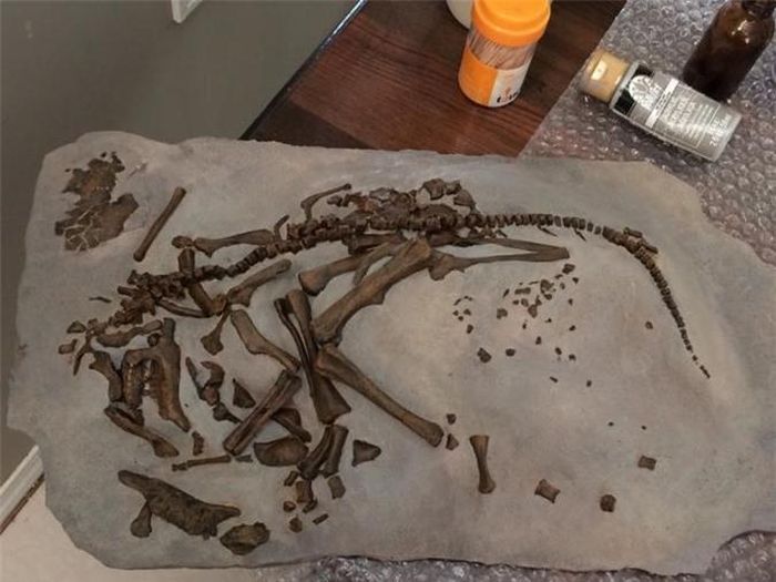 Hóa thạch trứng khủng long của loài Hypacrosaurus. Ảnh: Darla Zelenitsky/Đại học Calgary
