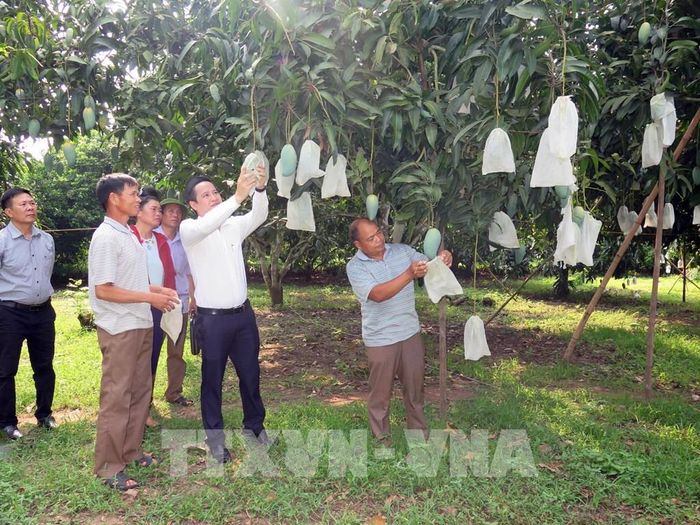 Mô hình trồng xoài hữu cơ của Hợp tác xã nông nghiệp an toàn Chiềng Hặc, huyện Yên Châu, tỉnh Sơn La. Ảnh: Hữu Quyết - TTXVN