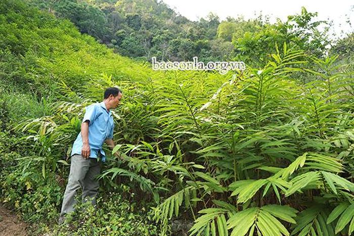 Mô hình trồng cây sa nhân của người dân bản Nậm Giắt.