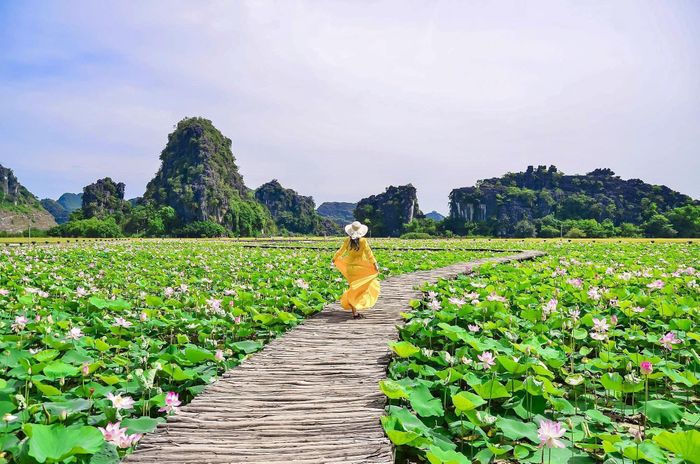 Với hồ sen ở Hang Múa, nơi đây tiếp tục xứng danh "đệ nhất sống ảo" của Ninh Bình và cả miền Bắc. 