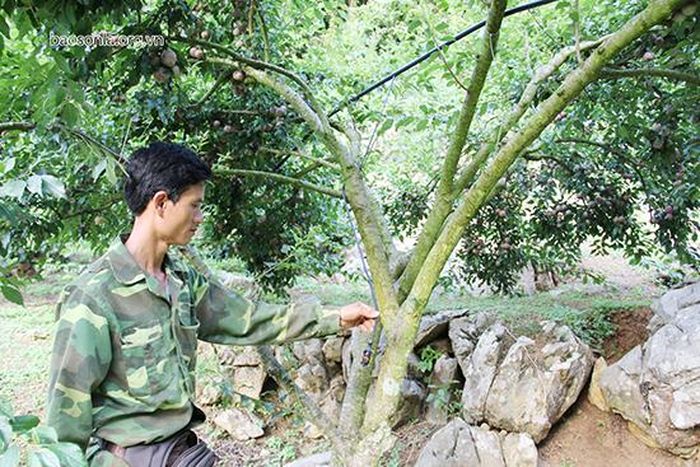 Người dân ứng dụng hệ thống phun tưới ẩm để tăng năng suất cây mận.