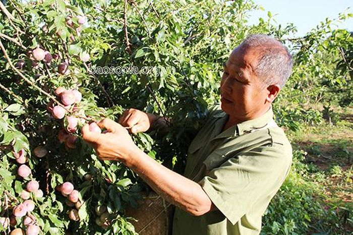 Người dân xã Phiêng Khoài thu hái mận hậu.