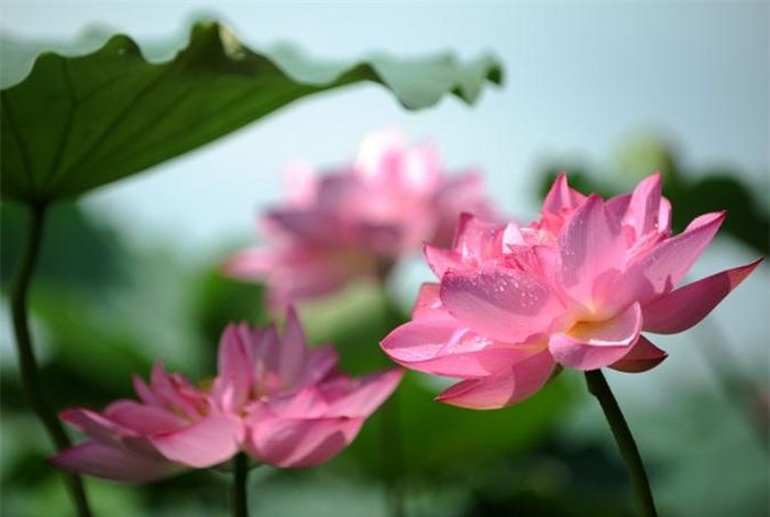 Màu xanh của lá, hồng của hoa, vàng của nhụy tạo nên vẻ đẹp mộc mạc, bình dị mà chẳng thể lẫn.