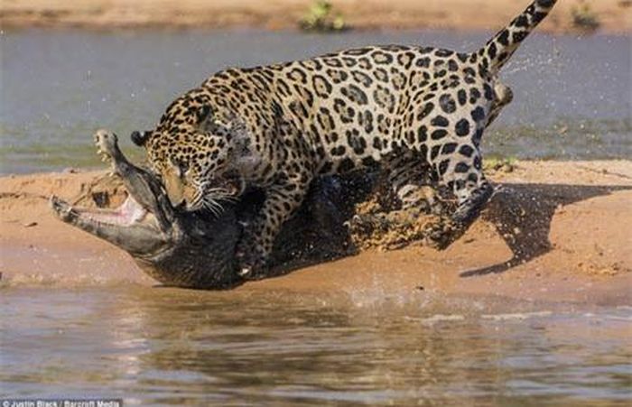 Báo đè cá sấu trên bãi cát và dùng những chiếc răng chắc khỏe tấn công vào cổ đối thủ.
