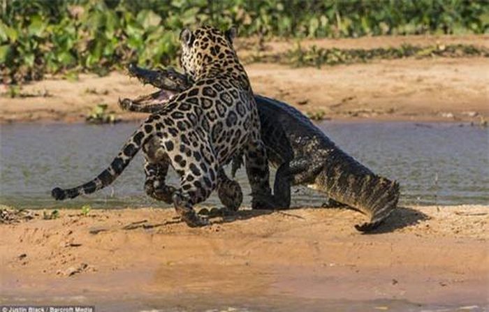 Con báo tấn công cá sấu cho tới khi chết và tha con mồi từ bãi cát vào bờ.