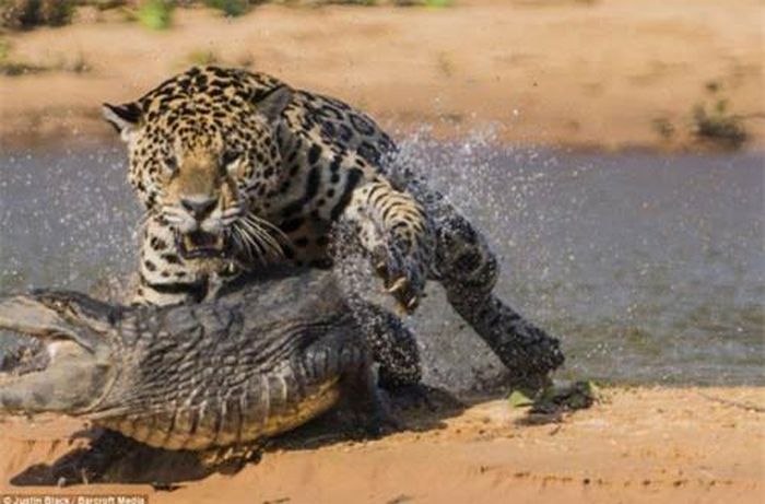 ... trước khi lao vào vồ con cá sấu từ phía sau khiến con mồi không kịp phản ứng.
