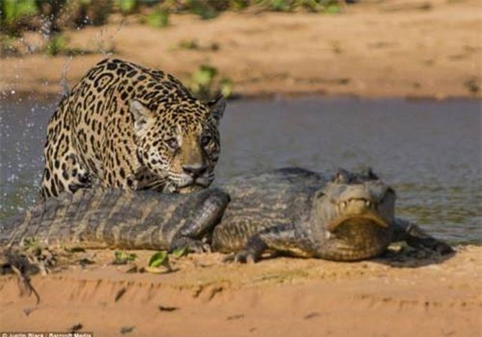 Con báo từ từ tiếp cận con cá sấu...