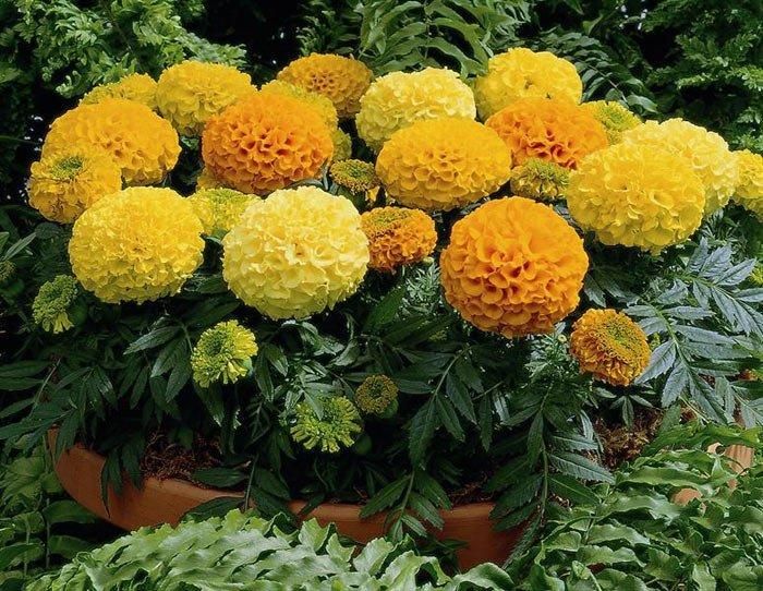 Cúc vạn thọ