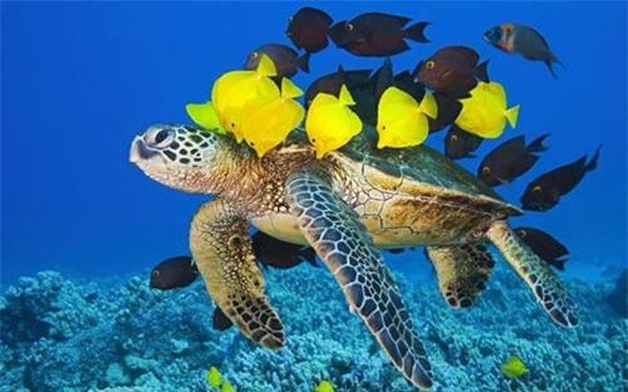 Đàn cá đuôi gai đang làm vệ sinh cơ thể cho một con rùa biển xanh ở ngoài khơi đảo lớn Big, Hawaii.