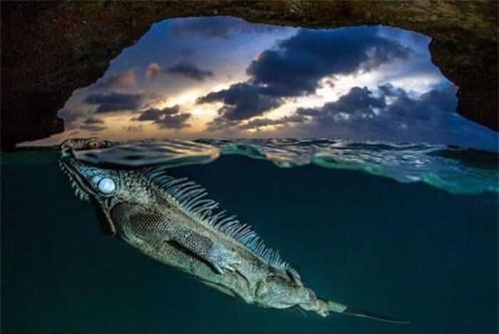 Một con cự đà xanh ngoi lên mặt nước trong một hang động trên đảo Bonaire, Caribbea.