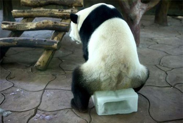Gấu trúc ngồi trên một khối đá lạnh để tránh nóng trong vườn thú tại thành phố Ninh Ba, Trung Quốc.