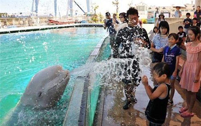 Cá tầm trắng phun nước vào du khách tham quan công viên hải dương Hakkeijima ở Yokohama, Nhật Bản.