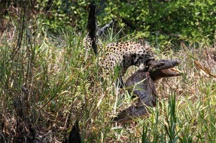  Báo đốm 'đánh nhau' với cá sấu tại vùng đầm lầy Pantanal, Brazil.