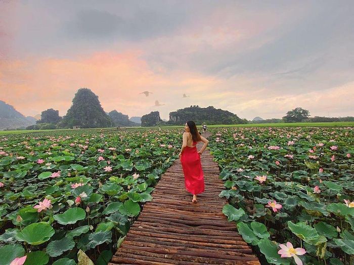 Con đường gỗ này nằm giữa hồ sen nở rộ với một bên là cánh đồng lúa một bên là đỉnh hang Múa tạo nên khung cảnh lãng mạn, thơ mộng.