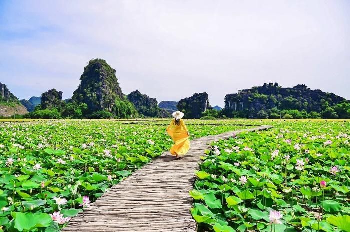 Cảnh đẹp tuyệt vời của hồ sen khiến ai cũng phải xiêu lòng