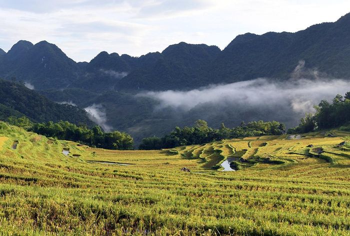  Kho Mường - Mùa lúa chín. 