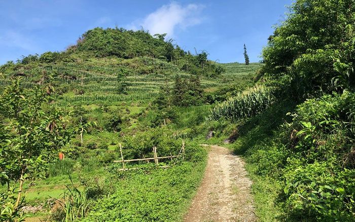 Những ruộng ngô đan xen.