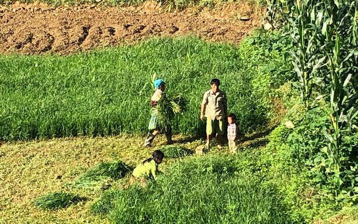 Thu hoạch một loại rau nuôi lợn.