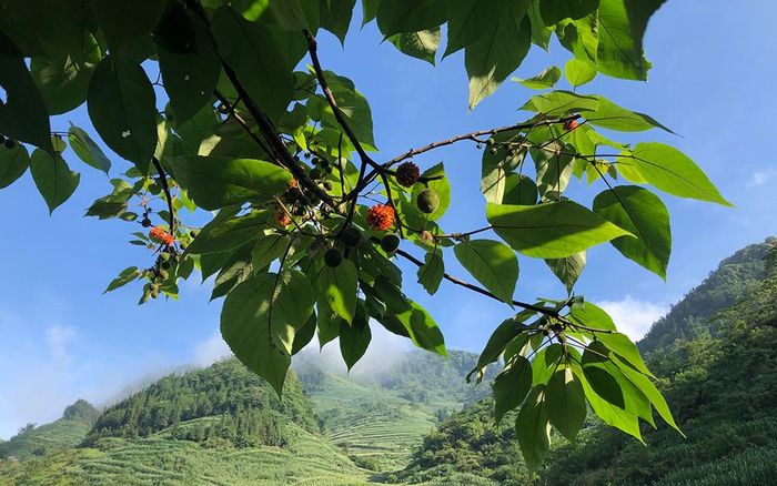 Cây mâm xôi đầy quả chín đỏ gọi chim rừng đến ăn.