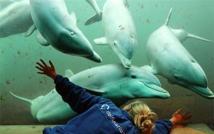Huấn luyện viên Joyce Hazelof chơi cùng cá heo sau tấm kính của nhà hàng dưới nước ở Dolphinarium, Harderwijk, Hà Lan