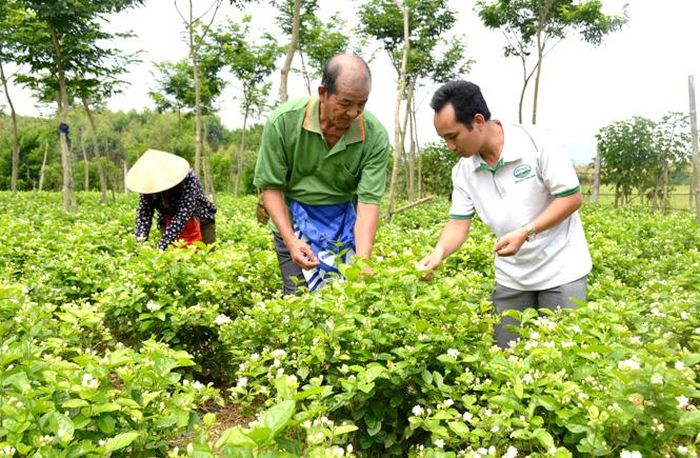 Người dân thôn Phú Lương, xã Cấp Tiến (Sơn Dương) thu hoạch hoa nhài.