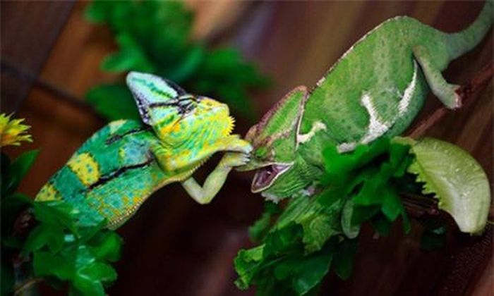  Hai con thằn lằn anole đang chơi với nhau trong nhà chủ của chúng ở thành phố Liễu Châu, Trung Quốc.