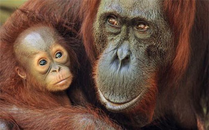  Đười ươi mẹ ôm con nhỏ trong Vườn quốc gia Tanjung Puting ở Borneo, Indonesia.