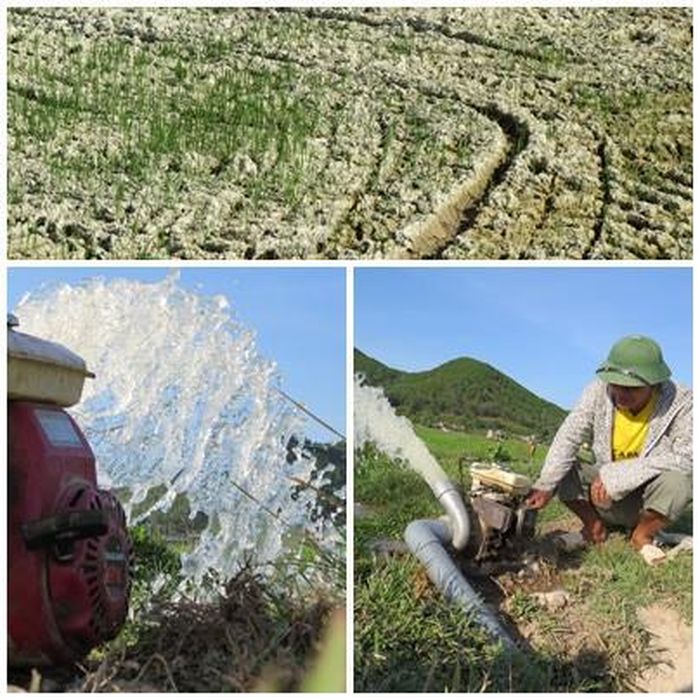 Các cánh đồng của huyện Hưng Nguyên, Nghi Lộc, Yên Thành… (Nghệ An) những ngày này thiếu nước trầm trọng khiến đồng ruộng nứt toác. Nhiều diện tích gieo mạ chết cháy.