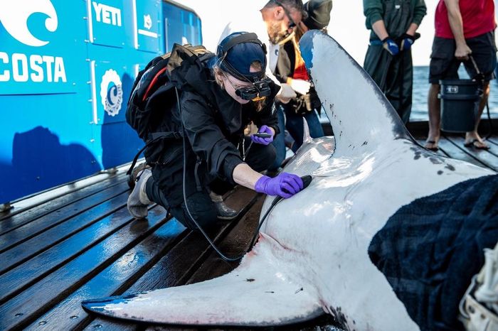 Chuyên gia của Ocearch kiểm tra sức khỏe cho con cá mập trắng trước khi thả nó trở lại đại dương. Ảnh: Ocearch.