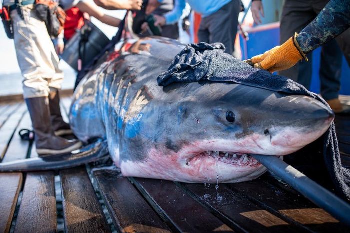 Một con cá mập có tên Unama'ki được bắt lên để gắn thiết bị theo dõi. Ảnh: Ocearch.