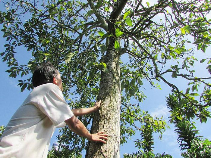Chủ nhân Nguyễn Văn Dậu và cây “bơ thần tài” phát hiện trong vườn cà phê của mình vào năm 1991.