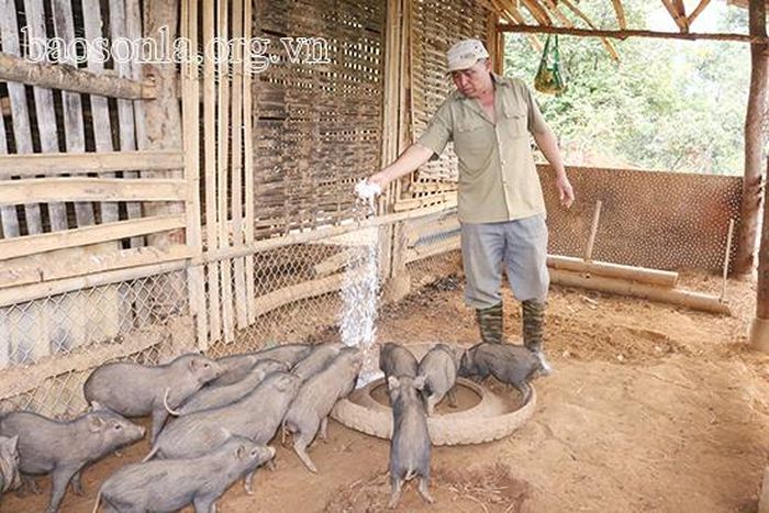 Ông Lò Văn Biến, bản Tăng, xã Nậm Lầu chăm sóc đàn lợn.