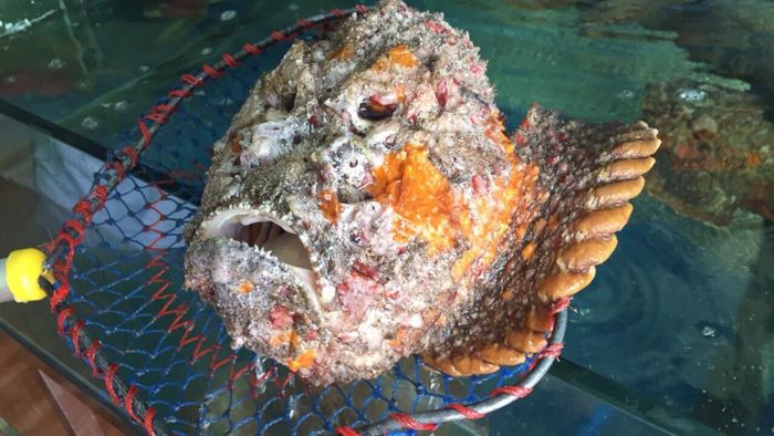 Với món cá mặt quỷ hấp, vì thịt cá dai, chắc thịt nên thời gian hấp sẽ lâu hơn so với các món cá hấp thông thường. Cách chế biến món ăn này khá đơn giản, cá sau khi được sơ chế, ướp với các loại gia vị như: ớt, hạt tiêu, hành, xả, mắm, muối mỳ chính… thì cho lên bếp hấp. Ảnh: Internet.