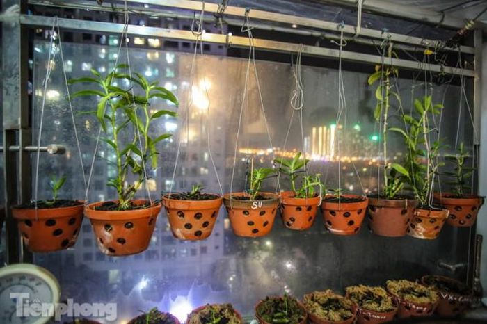Tuy nhỏ nhưng lại có giá trị gấp nhiều lần nhà vườn lan khác.