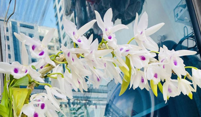 Một cành hoa lan đột biến - Ảnh: Phú Thọ Cảnh Nguyễn