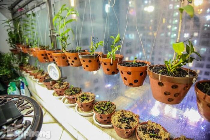  Đây đều là những giống lan đột biến phi điệp quý hiếm của anh N.V.C sở hữu sau hơn 2 năm chơi.