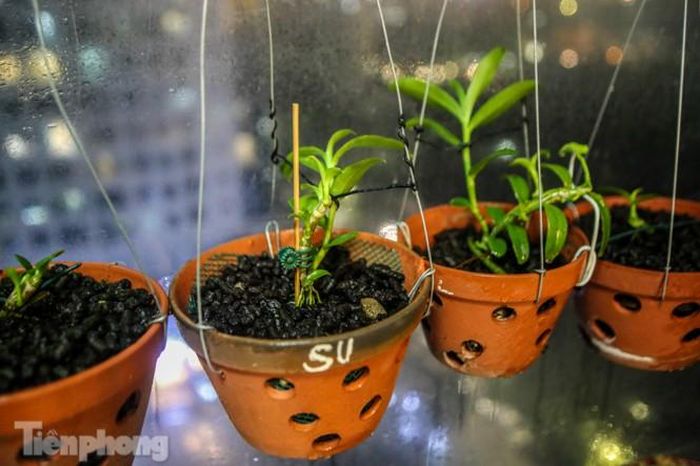 Mỗi giỏ lan này đã có giá trí lên đến hàng tỷ đồng.