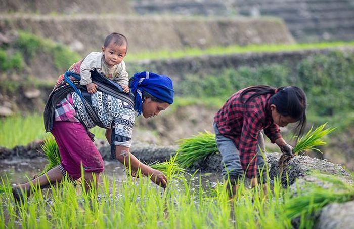 Chú bé người Hà Nhì vẫn nô nghịch trên lưng mẹ trong khi mẹ và chị cấy lúa trên thửa ruộng bậc thang ở Y Tý, Bát Xát, Lào Cai.